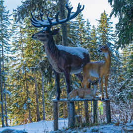 Cerf en belle compagnie