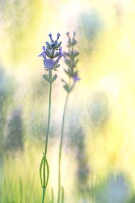 Parfum de lavande. (Nikon 200 mm F4 + AL 36 mm)