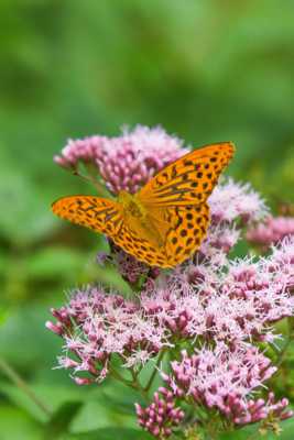 Papillon doré