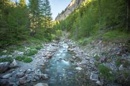 Au milieu des Mélezes