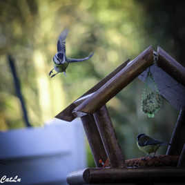 Vite, Vite, une petite graine