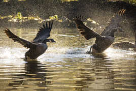 L'envolée de bernaches