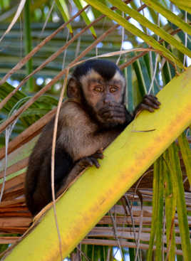 Petit Capucin ... je te vois !