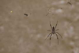 l´aragnée nous regarde