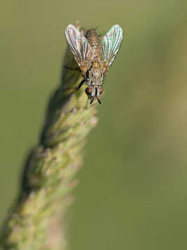 Poil au... ce que vous voudrez