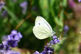 My yellow butterfly