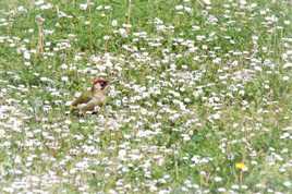 Dans les paquerettes