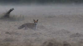 Apparition dans la brume