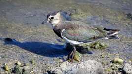 Vanneau en chasse