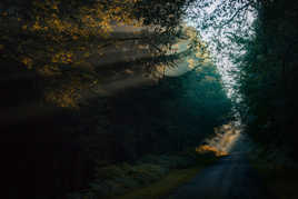 Rayons de lumière en forêt