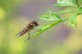 Le syrphe, tel un bijou ciselé