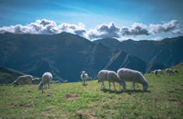 Mouton (pas de Panurge)