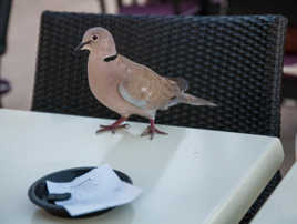 Tu payes ou tu payes pas ??