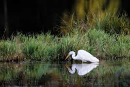Grande aigrette à la pêche