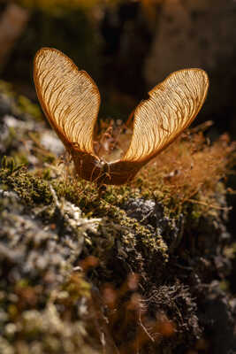 Ailes de lumière
