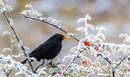 Le Merle et Le Givre