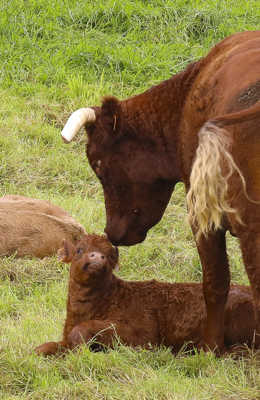 La vache et son veau