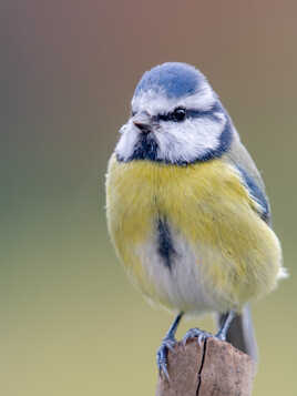 Une petite bleue