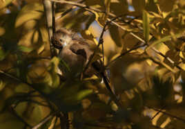 "Sous la lumière douce"