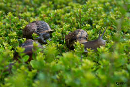 hé..ho..pas si vite