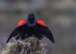 Carouge à épaulette.