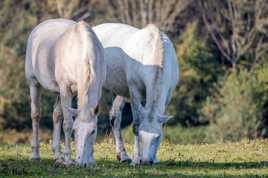 Chevaux