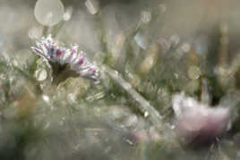 complètement givrée