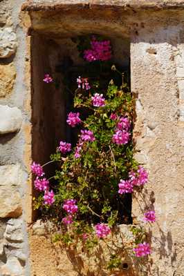 fleurs au mur