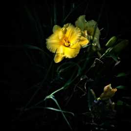 Hémérocalle bis - revue et corrigée