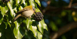 Roitelet à triple bandeau et les baies de lierre
