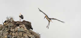 Attention, j'arrive !