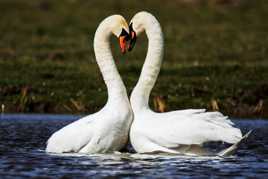 Pour les amoureux... un cœur, c'est un signe