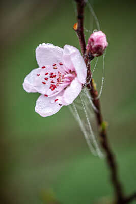 Future peche de vigne