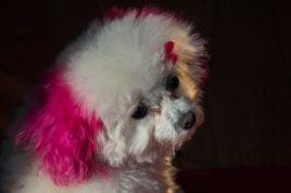 On dit qu'j'ai des belles oreilles