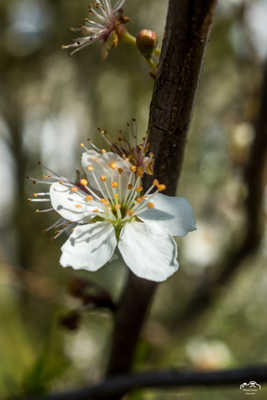 fleur de printemps