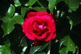 Ma Rose