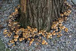 Couronne champignonnière