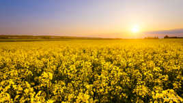 Champs de Colza sous le sunset