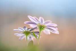 Ombrelles naturelles