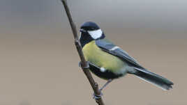 au poste d'observatio,