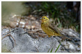Pause photo pour le Bruant jaune