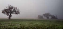 Brouillard de Noel