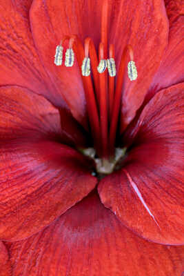 Amaryllis