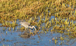 Heron a la peche 2