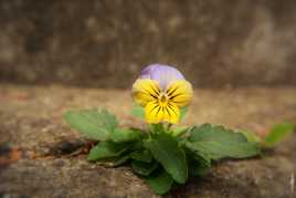 La nature trouve toujours son chemin