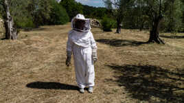 Beaucoup de moustique cette année là