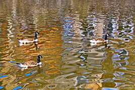Reflets sur la rivière