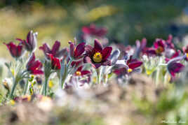 Anémones pulsatilles