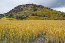 Blé de montagne