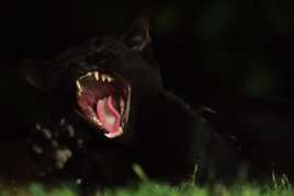 ATTENTION JE BAILLE !